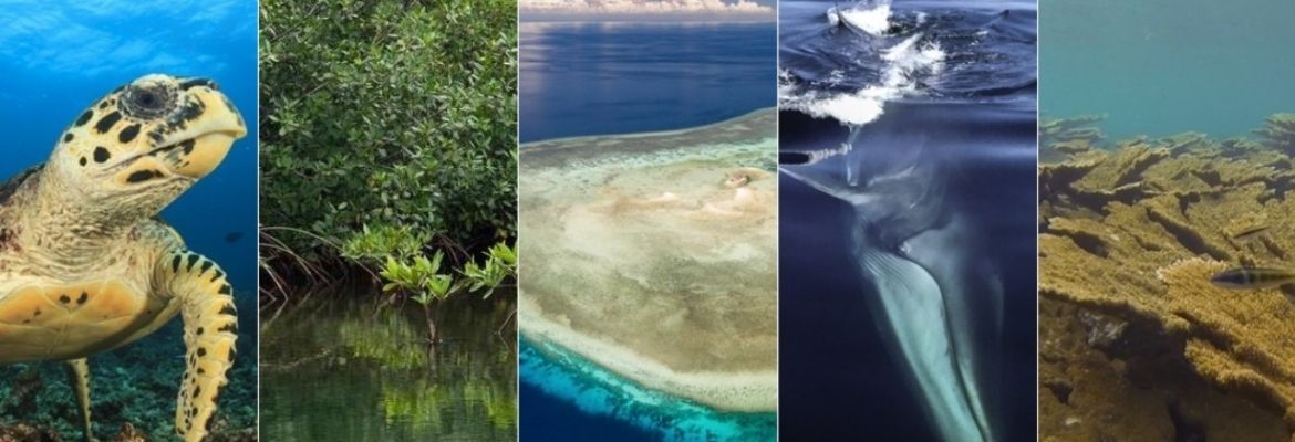 Maritime Sustainability